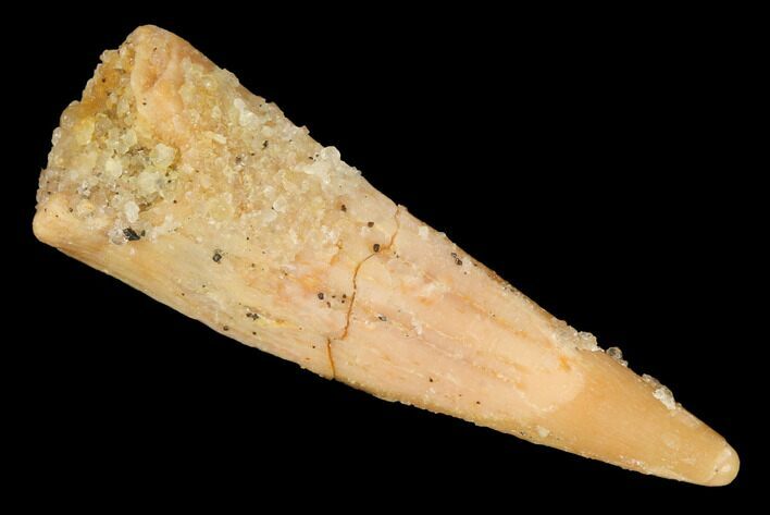 Fossil Pterosaur (Siroccopteryx) Tooth - Morocco #167135